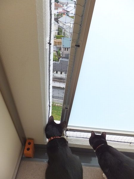 お客様の声１/猫ちゃん - 鳩よけネット工房 はとあみ本舗（株）