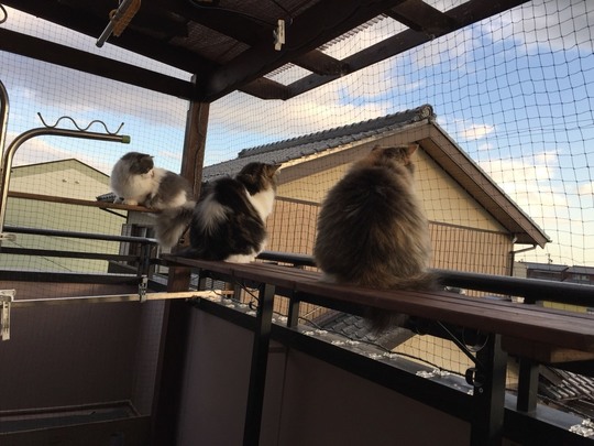 お客様の声1 猫ちゃん 鳩よけネット工房 はとあみ本舗 株 お客様の声1 猫ちゃん 鳩よけネット工房 はとあみ本舗 株